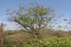 Tecomella undulata